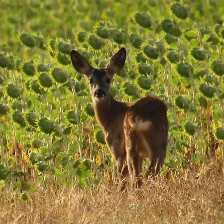 Casa Aurora 別荘 *