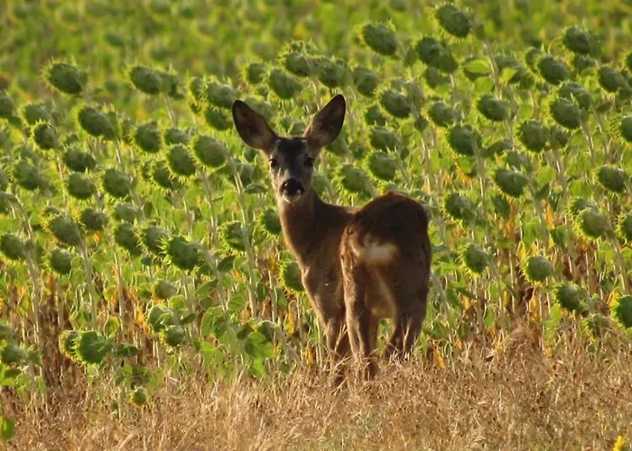 Casa Aurora Casa vacanze *